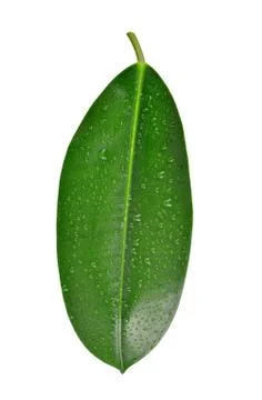 Dewy Ficus leaf Foto stock