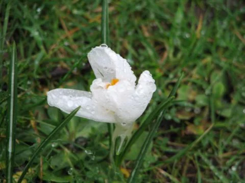 Dewy Flower Stock Photos