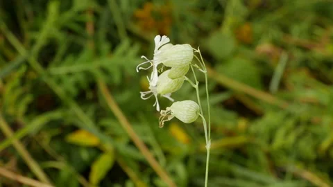 Dewy Flowers Stock Footage 138808649