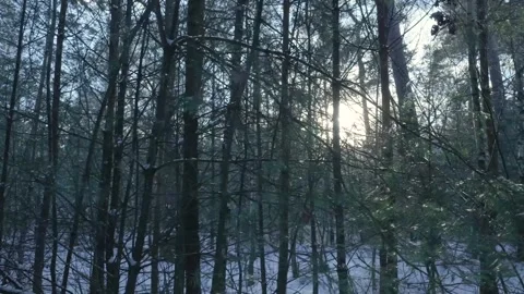 Dewy Forest Cluster Features Delicate Tree Shapes And Textured Bark Illuminated Stock Footage 327051931