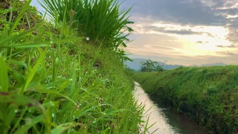 Dewy grass at the edge of the stream Stockbeeldmateriaal 232352663