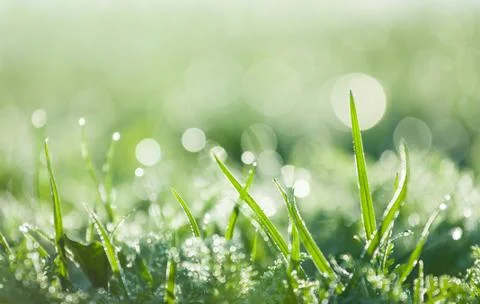 In the dewy grass Stock Photos