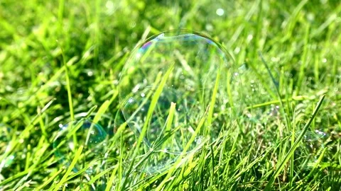 Dewy grass shining in sunlight with soft wind movement Vidéo 319349800