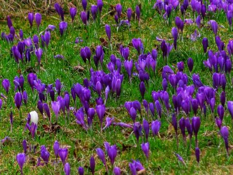 Dewy Heuffel's Crocuses in Spring Stock Photos