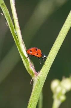 Dewy ladybug crawling on grass Stock Photos