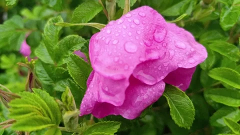 Dewy leaves and vibrant greenery Stock-Footage 308470341