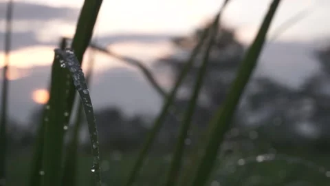The dewy leaves in the fields swaying in the wind with sunrise background Stock Footage 149445000