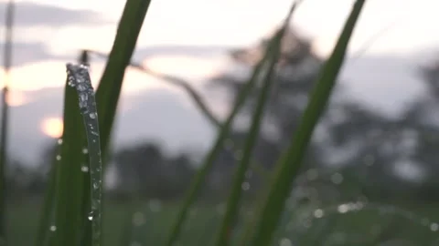 The dewy leaves in the fields swaying in the wind with sunrise background Stock Footage 149445127