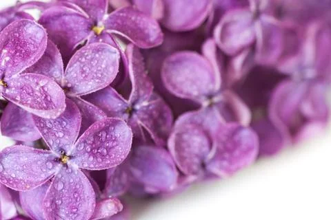 Dewy lilac Stock Photos