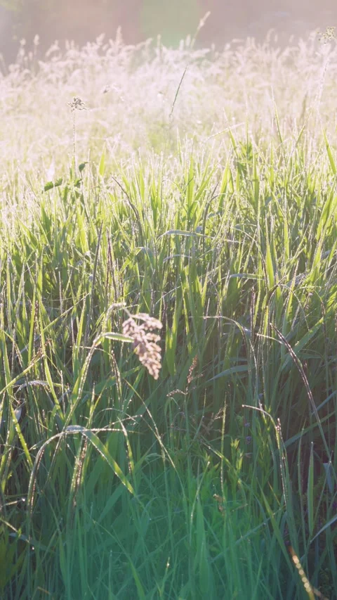Dewy meadow close-up with backlit tall grass and solitary seed head in warm morn Stock Footage 341882609