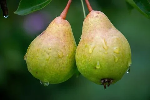 Dewy Pear Duo Stock Photos