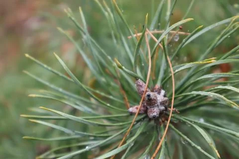 Dewy pine needles protecting small pine cones in the forest Stock Photos