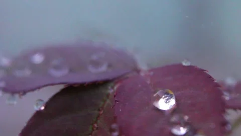 Dewy Purple Leaf Close-Up 库存影片 337936935