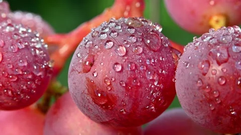 Dewy Red Grapes Closeup. (1) Stock Footage 306335360
