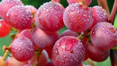 Dewy Red Grapes Closeup. Stock Footage 306335361