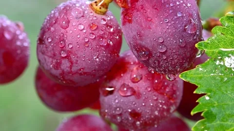 Dewy Red Grapes on Vine. (2) Stock Footage 306335373