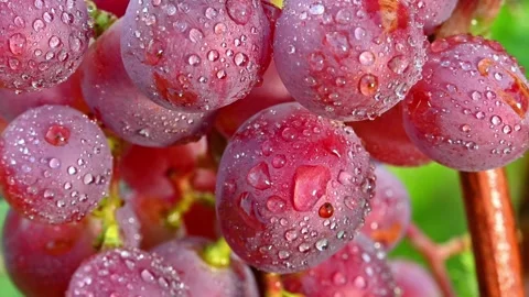 Dewy Red Grapes on Vine. Stock Footage 306335367