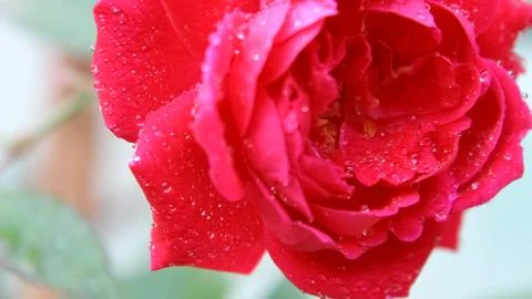 Dewy Red Rose Close-Up Fotos de archivo