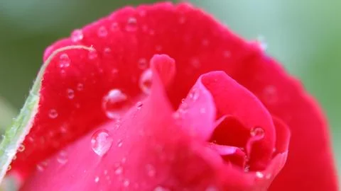 Dewy Red Rose Close Up Fotos de archivo