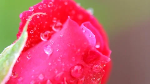 Dewy Rose Petal Close-Up 库存影片 337408709
