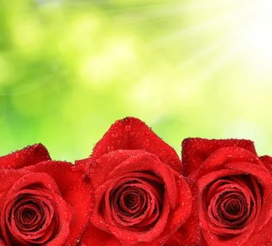 Dewy Rose  Stock Photos