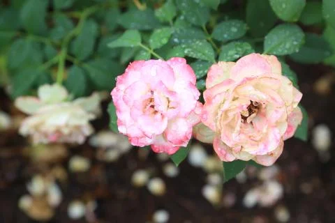 Dewy Roses Foto stock