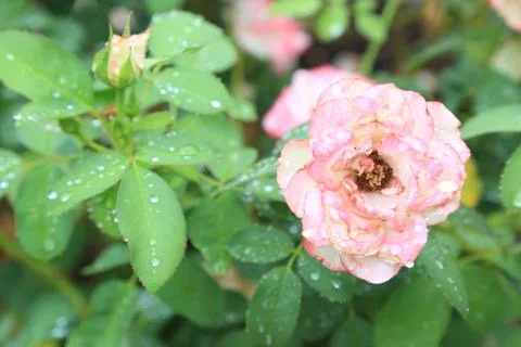 Dewy Roses Foto stock