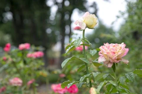 Dewy Roses Foto stock