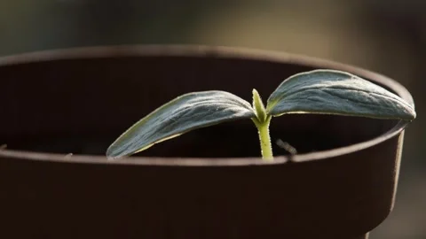 Dewy Seedling in a Pot Video stock 303417691