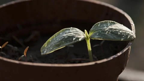 Dewy Seedling in a Pot Stock Footage 303417693