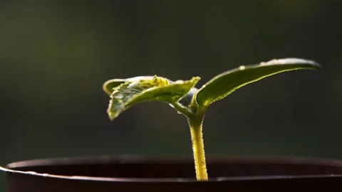 Dewy Seedling in a Pot Stock Footage 303418088