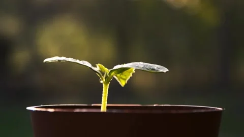 Dewy Seedling in a Pot Stock Footage 303418188