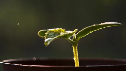 Dewy Seedling in a Pot Stock Footage 303418197