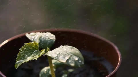 Dewy Seedling in a Pot Stock Footage 303418481