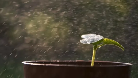 Dewy Seedling in a Pot Stock Footage 303418482