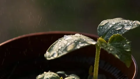 Dewy Seedling in a Pot Stock Footage 303418789