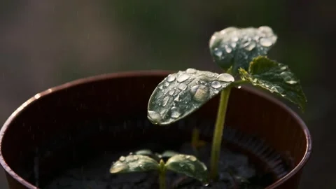 Dewy Seedling in a Pot Stock Footage 303418790