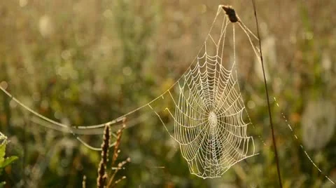 Dewy spider web on autumn grass Stock Footage 11805771