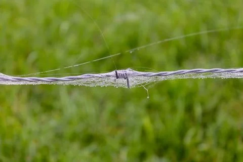 Dewy Spider Web on Barbed Wire in the Early Morning Light Foto stock