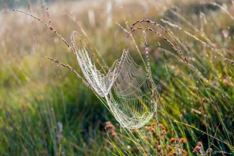 Dewy spider web between stems of grasses Stock Photos
