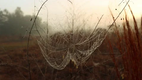 A dewy spider web at dawn. 4wK Stock Footage 145030743