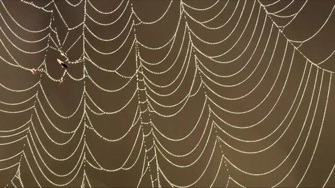Dewy spider web Stock Footage 89733192