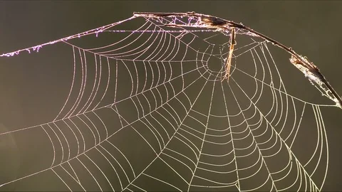 Dewy spider web Stock Footage 89733197