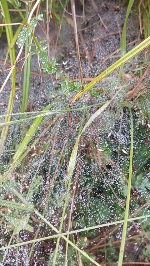 Dewy Spider Web in the Grass Vertical Close Up Video stock 338363328