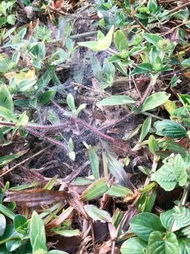 Dewy Spider Web Spread Across Wet Ground Vegetation Stock Photos