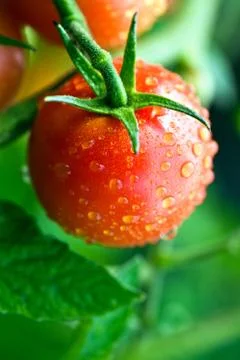 Dewy tomatoes Stock Photos