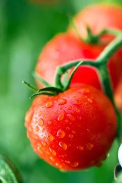 Dewy tomatoes Stock Photos