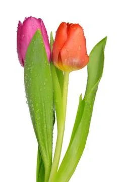 Dewy tulips Foto stock