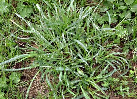 Dewy turf Stock Photos
