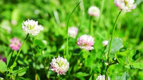 Dewy White And Red Clover Plants Stock Footage 44751794